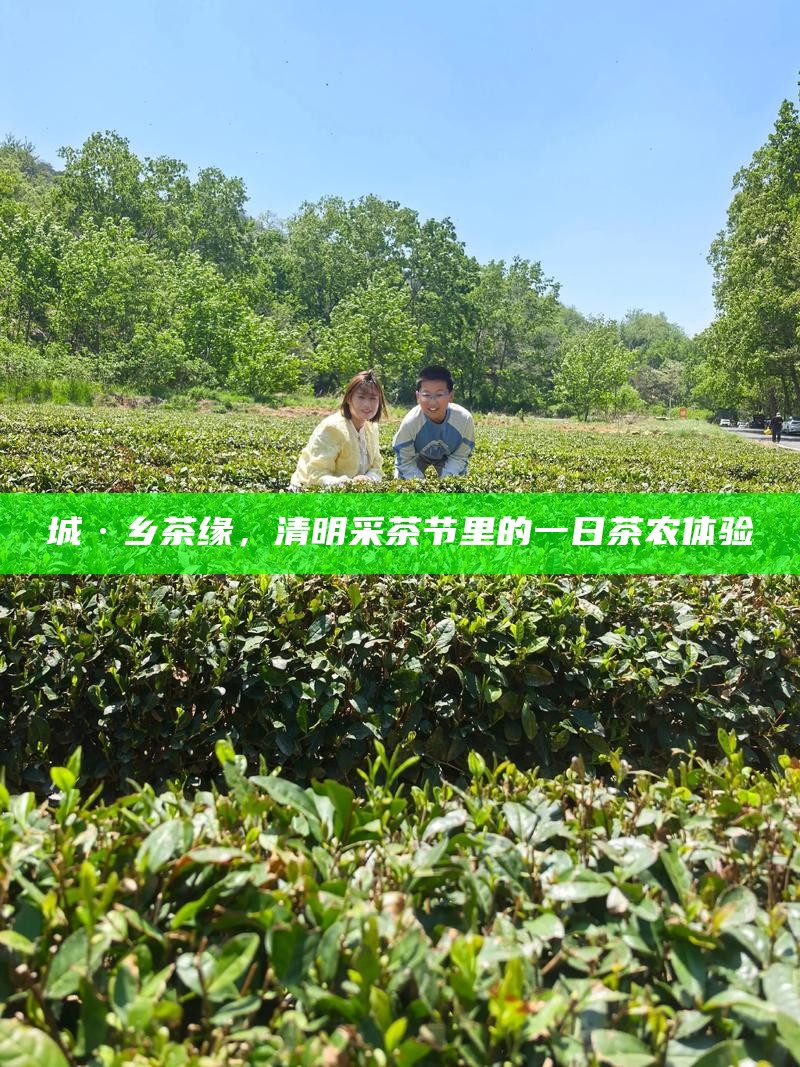 城·乡茶缘，清明采茶节里的一日茶农体验